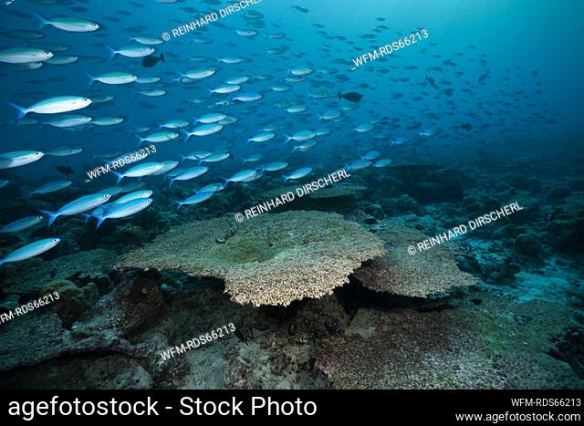 Bleached Corals on Reef Top, North Male Atoll, Maldives