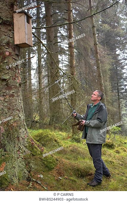 European pine marten Martes martes, conservation officer radio-tracking pine martens, United Kingdom, Scotland