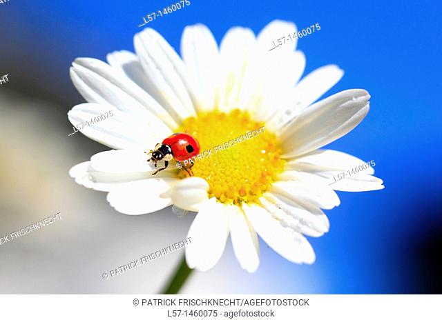 ladybird, ladybird beetle on daisy flower, Switzerland