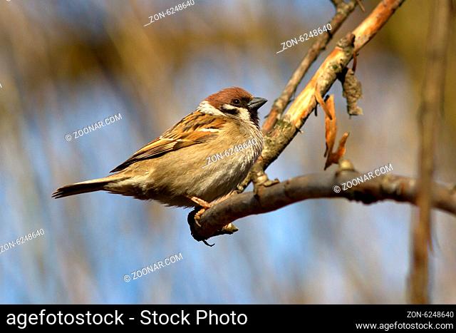 field sparrow sitting on a branch on a sunny spring day