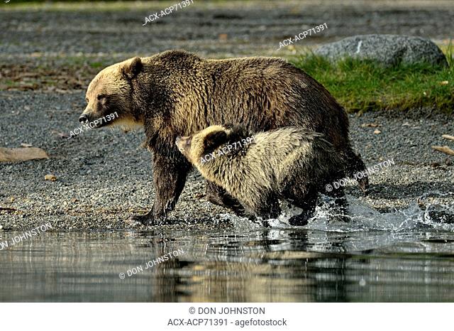Grizzly bear (Ursus arctos)- First-year cub running alongside mother during the autumn sockeye salmon spawning season, Chilcotin Wilderness, BC Interior, Canada