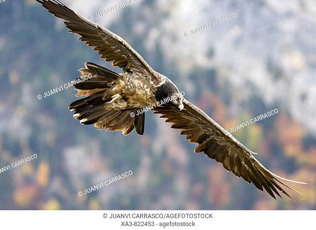 Bearded vulture, Gypaetus barbatus, in flight