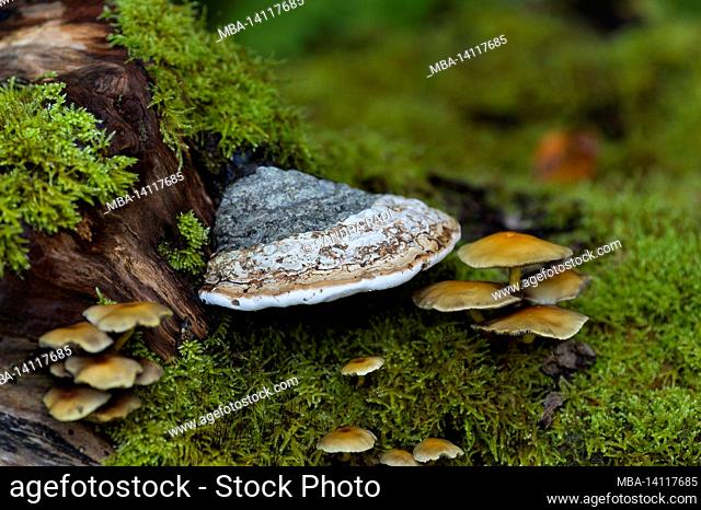 fungi and moss have settled on a tree stump, in the forest at totengrund, nature reserve near bispingen, lüneburg heath nature park, germany, lower saxony