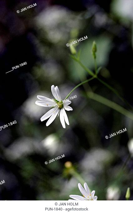 Greater stichwort Stellaria holostea