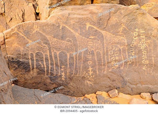 Rock engraving of a giraffe and Tifinagh writings, Adrar Tekemberet, Immidir, Algeria, Sahara, North Africa