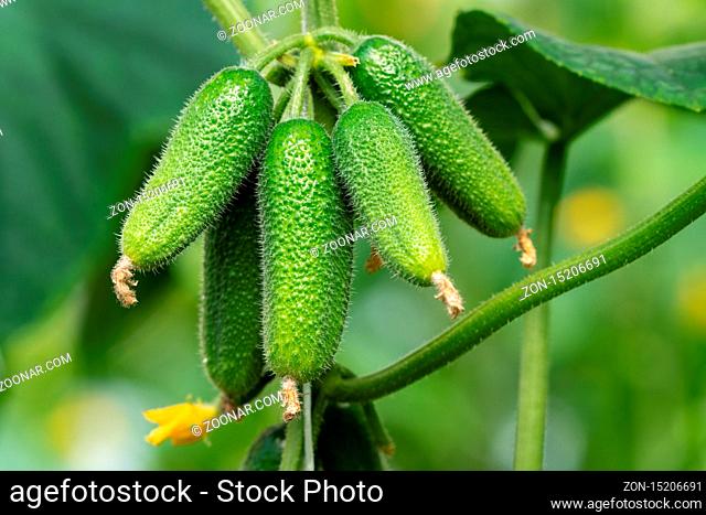 Group of natural organic cucumbers growing in greenhouse on agricultural farm before harvest in sunny day. Summer freshness eco vegetables