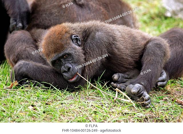 Western Lowland Gorilla Gorilla gorilla gorilla young resting