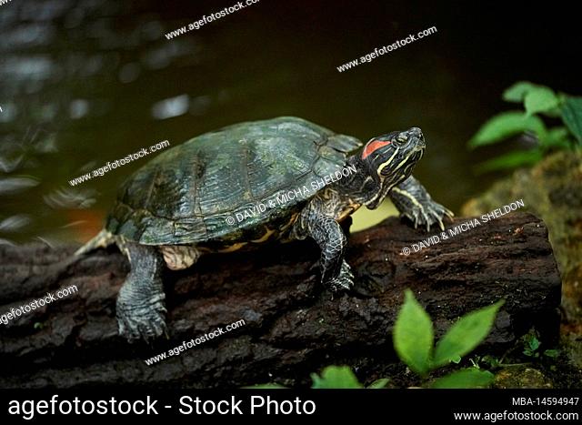 Red-cheeked slider turtle (Trachemys scripta elegans) sideways, on a tree trunk, captive, Germany