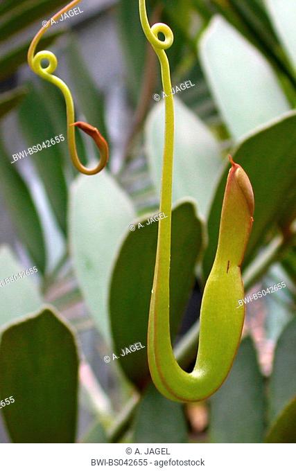 pitcher plant (Nepenthes gracilis), development of a pitcher, series picture 2/4