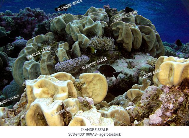 Plate coral, Pavona minuta, and surgeon fish, Acanthurus spp , Namu atoll, Marshall Islands N Pacific