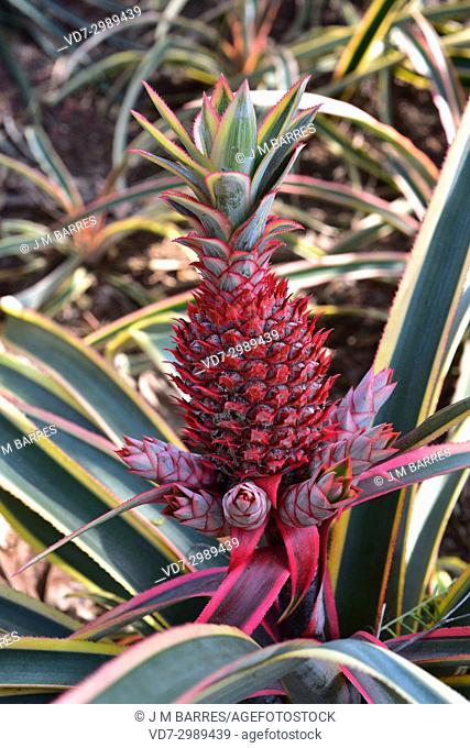 Red pineapple (Ananas bracteatus) is an ornamental plant. This photo was taken in Brazil