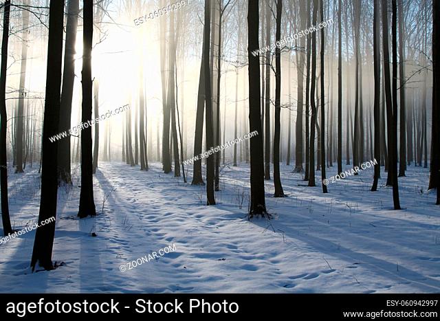 View of winter forest on a misty weather at sunrise, Poland