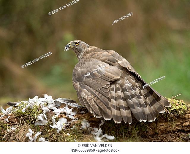 Northern Goshawk (Accipiter gentilis) female feeding on caught pigeon, shielding off her prey with her wings while looking at the camera, The Netherlands