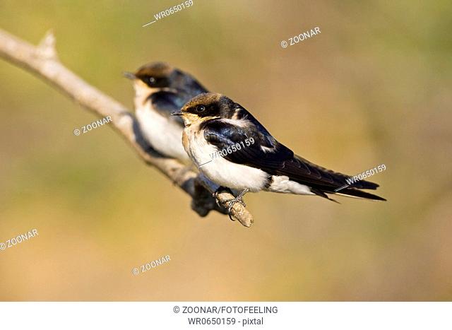 Weisskehlschwalben Hirundo albigularis, Okavango, Botswana, Afrika, White-throated swallow, Africa