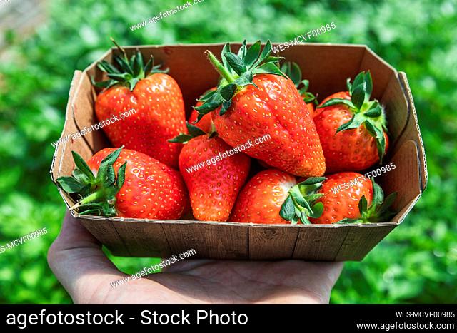Freshly picked organic strawberries in cardboard box at farm