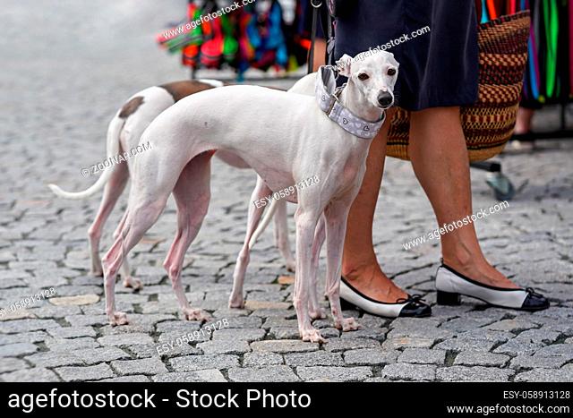 Two greyhound dogs walking next to their owner on cobblestone pavement