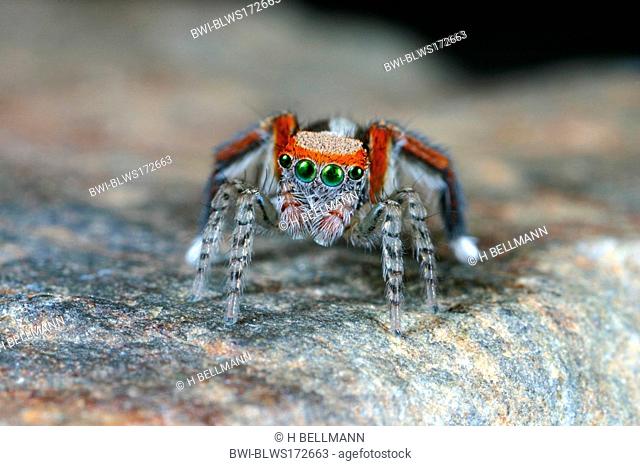Jumping spider Saitis barbipes, male sitting on a stone