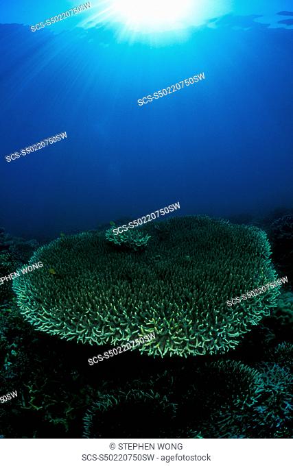 Plate Coral under sun Gorontalo, Sulawesi, Indonesia