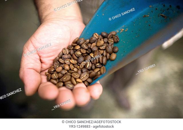 A vendor holds coffee grains in his palm after toasting them in his shop in Cuetzalan del Progreso, Mexico. Cuetzalan is a small picturesque market town nestled...