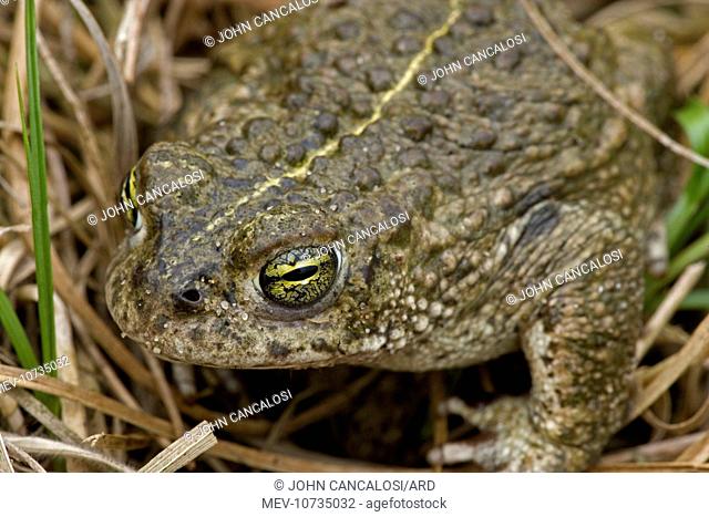 Natterjack Toad (Bufo calamita)
