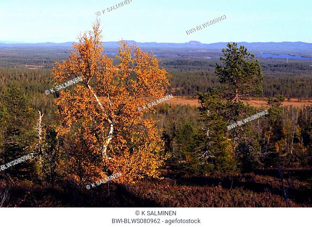 common birch, silver birch, European white birch, white birch Betula pendula, Betula alba, Autumn birch Riisitunturi fell, Finland, Oulu