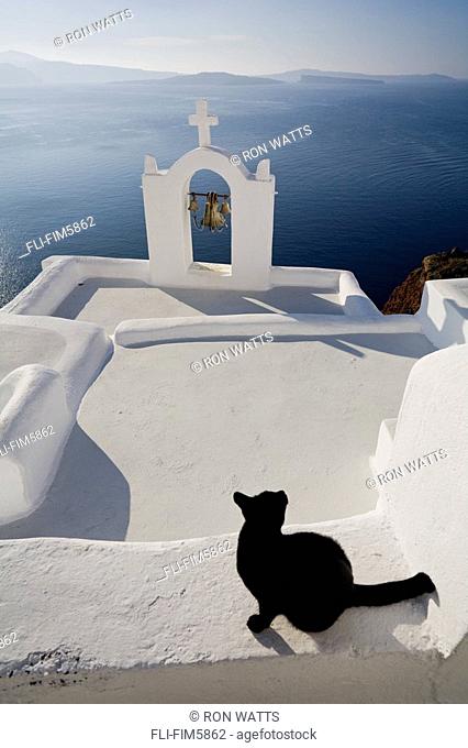 View of a Cat on a Wall in the Village of Oia perched on steep Cliffs overlooking the submerged Caldera, Santorini, Greece