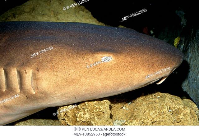 Nurse Shark (Ginglymostoma cirratum). Gulf of Mexico to Brazil