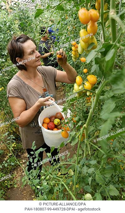 02.08.2019, Latdorf: In the nursery Schmidt in Latdorf near Bernburg, employee Kathrin Schulze harvests tomatoes of the variety ""Orange Fizz""