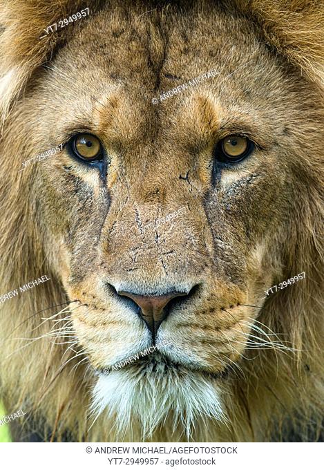 Male African Lion up close
