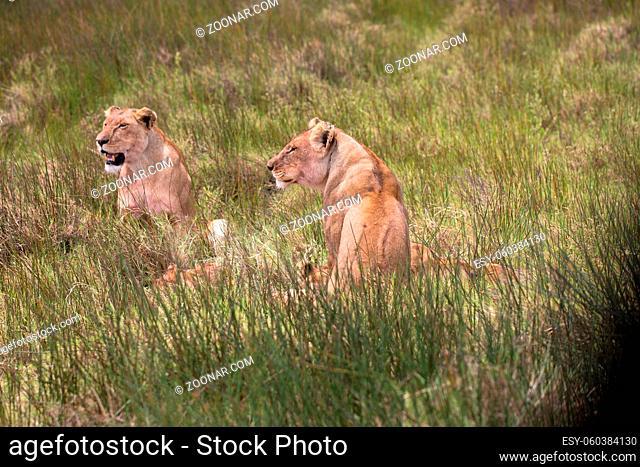Löwenrudel im Gras der Serengeti in Tansania