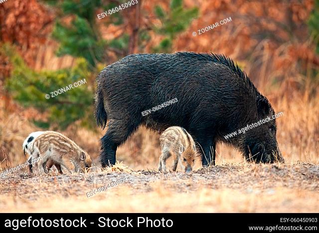 Wild boar, sus scrofa, with piglets sniffing on field in spring. Adult swine with baby animals digging the ground in fall