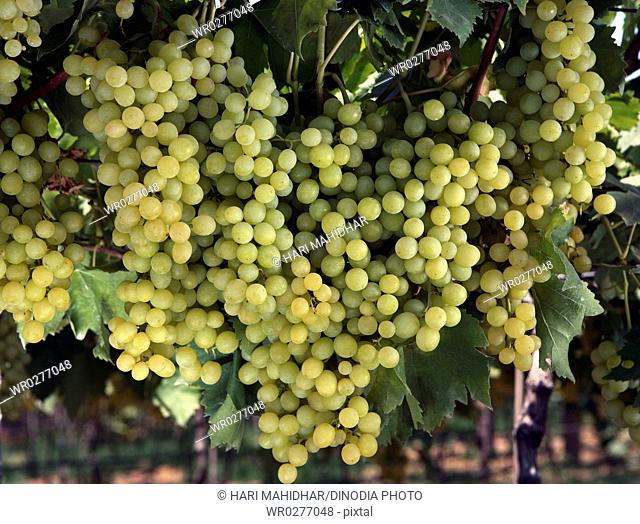 Grapes or draksh eat as dry fruits and fresh fruits have medicinal value in Ayurveda , India