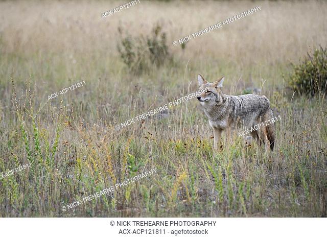 Canis latrans - Coyote, Alberta, Canada