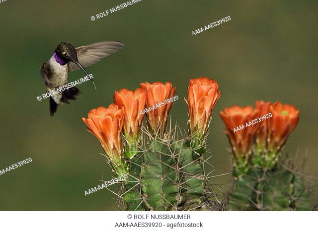 Black-chinned Hummingbird (Archilochus alexandri) male in flight feeding on Claret Cup Cactus (Echinocereus triglochidiatus), Uvalde County, Hill Country, Texas