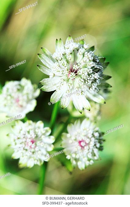 Astrantia, flowering