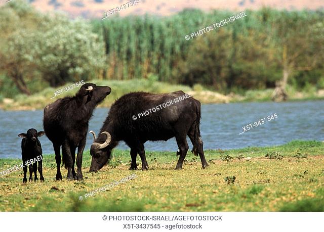 A herd of water buffalo (Bubalus bubalis). Photographed in the Hula Valley, Israel
