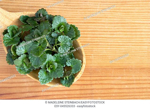 Young ground-ivy (Glechoma hederacea) leaves on a wooden spoon