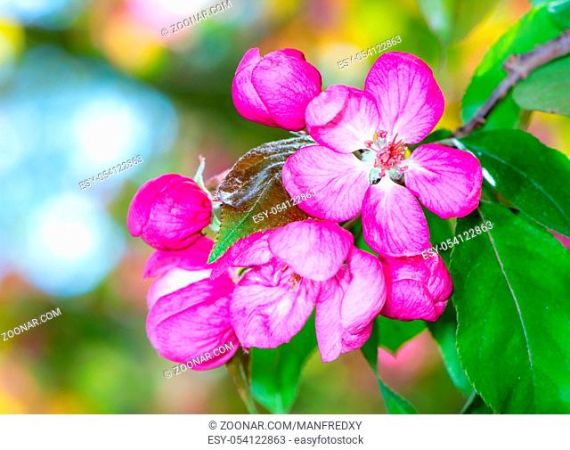 Pink apple blossoms of a flowering tree