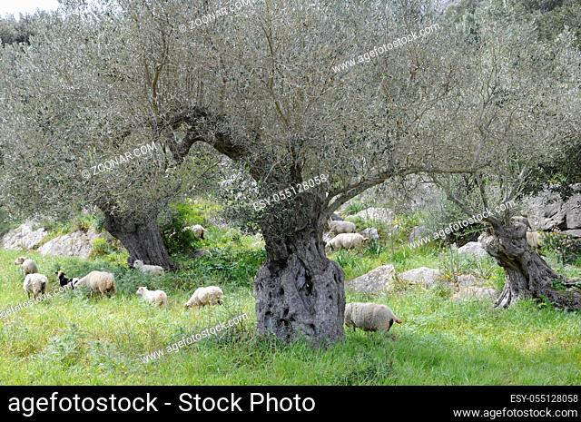 Schafe, Olivenbäume, schaf, olivenbaum, tier, tiere, nutztier, nutztiere, süden, mediterran, spanien, mallorca, baum, bäume, weide, natur, landschaft