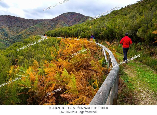 Muniellos Nature Reserve, Fuentes del Narcea, Degaña e Ibias Natural Park, Asturias, Spain, Europe