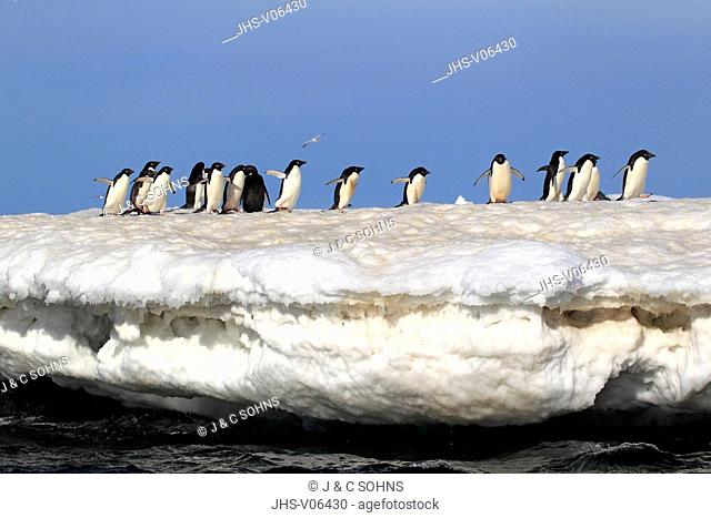 Adelie Penguin, (Pygoscelis adeliae), Antarctica, Brown Bluff, group of adults in snow
