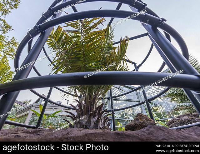 16 October 2023, Hesse, Frankfurt/Main: A Chilean honey palm is prepared with scaffolding to stretch over for bubble wrap