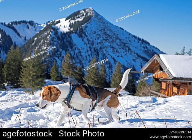 Beagle wandert im Winter an den Bodenalmen vorbei auf den Gipfel der Bodenschneid