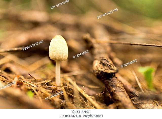 mushroom in the forest in nature