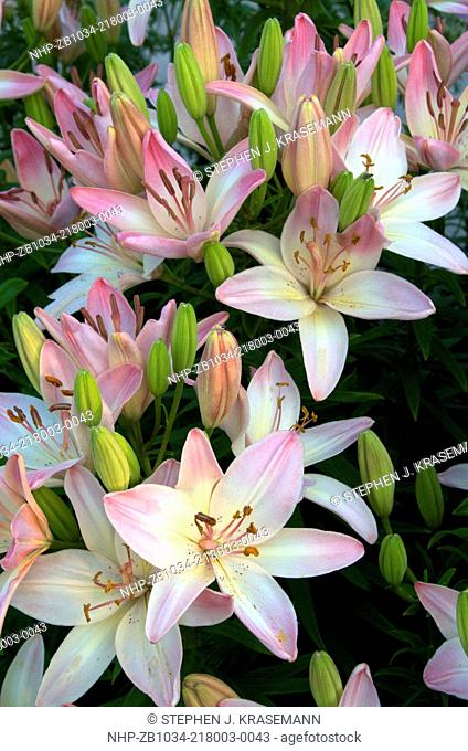 Full frame of blossoming domestic Asiatic Lillies in garden. Northern Ontario. Canada
