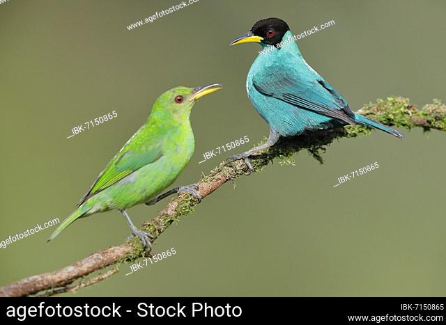 Green honeycreeper (Chlorophanes spiza) male and female on branch, sharpshooter on male, Boca Tapada region, Costa Rica, Central America