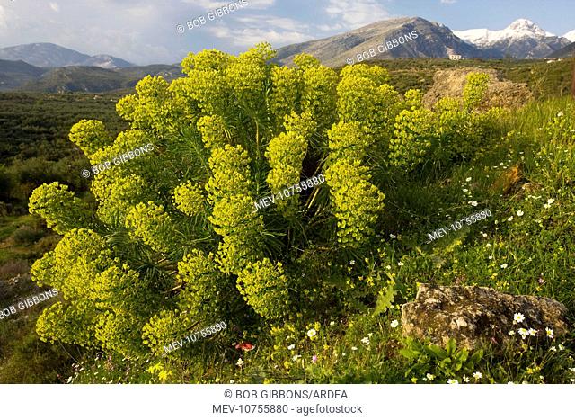 Large mediterranean spurge - on the Mani peninsula (Euphorbia characias)