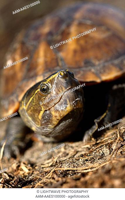 Striped Mud Turtle (Kinosternon baurii) Central Florida