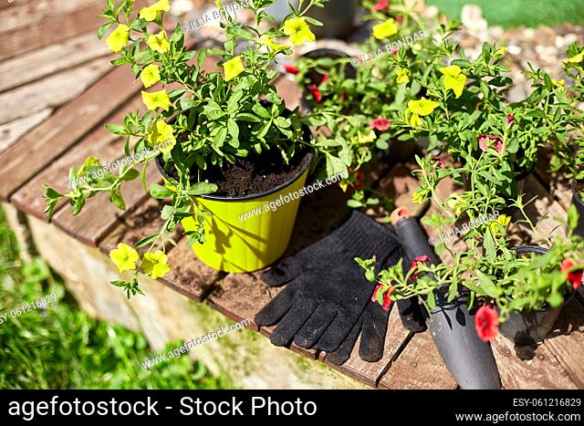 Flowers and gardening tools on wooden background. Petunia in a basket and garden equipments. Spring garden works concept