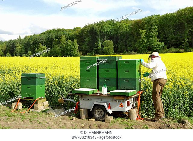 beekeeper controlling beehives near rape field